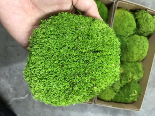Prefleur Moss DIY Crafts